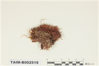 藏品(真苔屬)的圖片